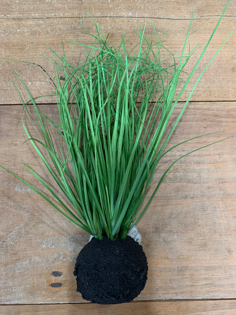 Wild Onion Grass Bulb 10”