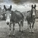 Guardians Farm Donation Square Bale ($30)