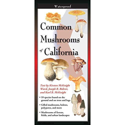 Common Mushrooms of the Northeast