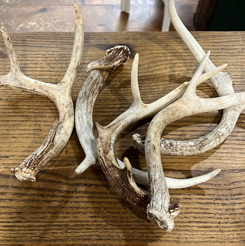 Deer Antler Naturally Shed