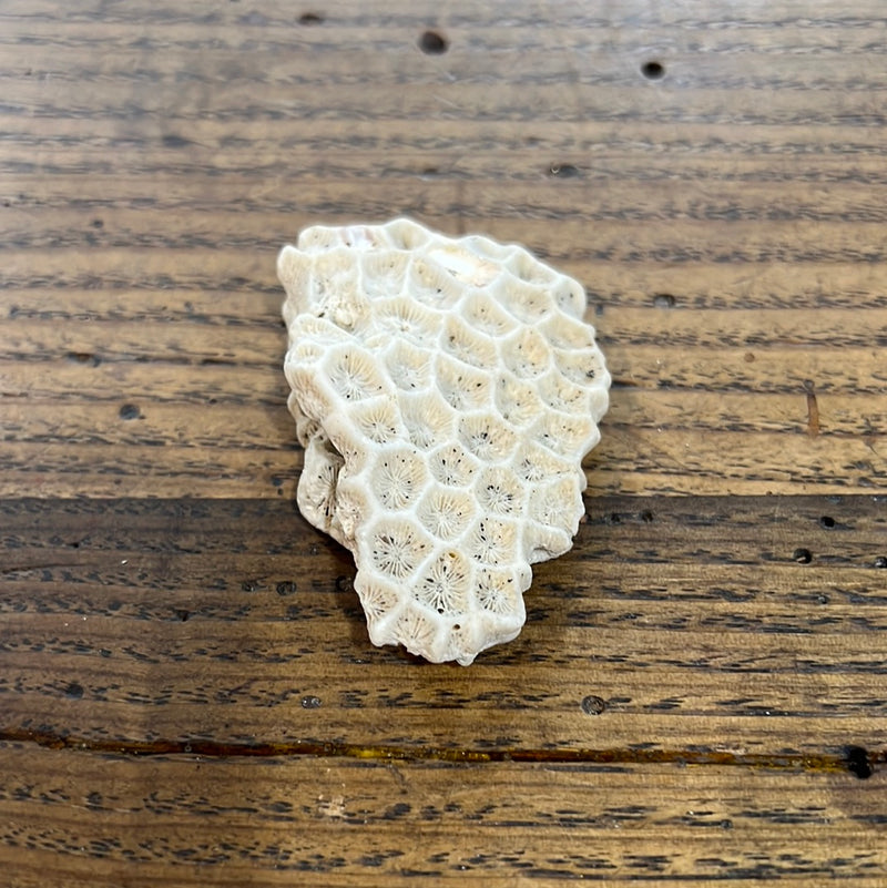 Vintage Natural Coral