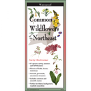 Common Wildflowers of the Northeast