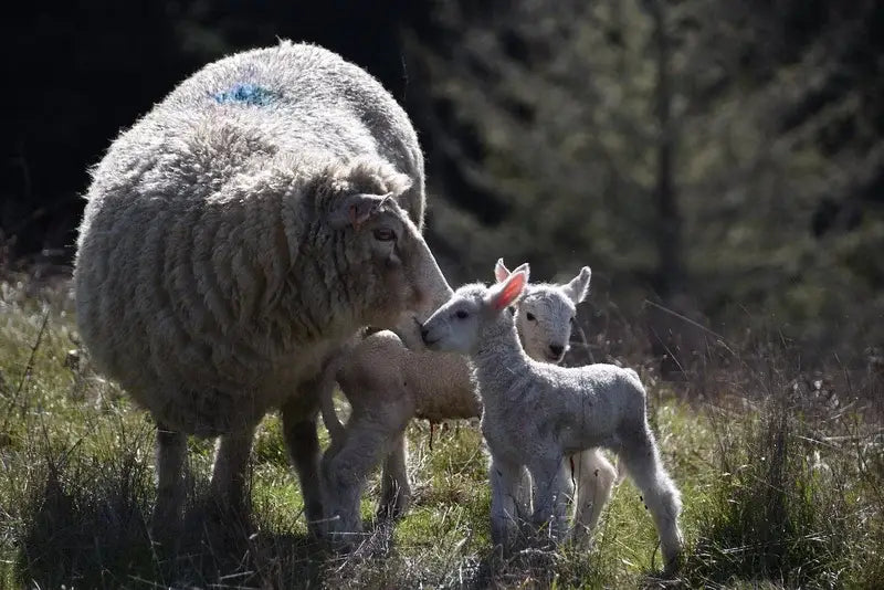 Wool Dish Sponges ~ Climate Beneficial™