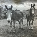 Guardians Farm Donation Dental Float ($125)