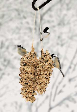 Pine Cone Pair