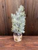 Faux Cedar/Pine Tree w/ Faux Wood Base, Snow/Frost Finish, 4 Styles
