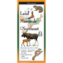 Land Mammals of the Northeast