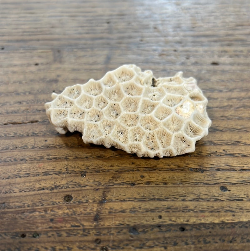 Vintage Natural Coral