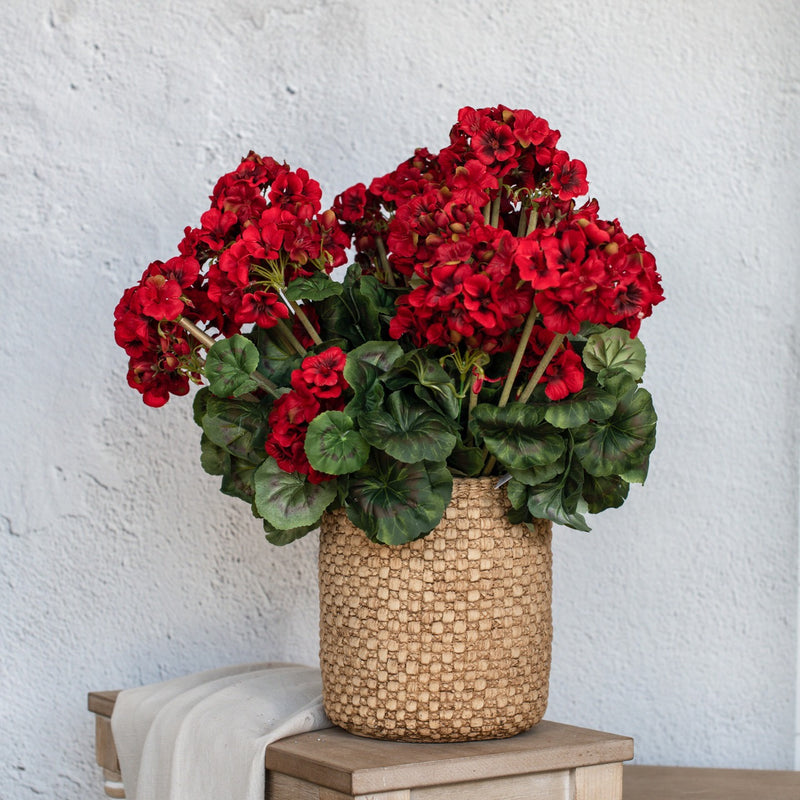 Red Geranium Bush