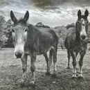 Guardians farm Donation Square Bale ($10)