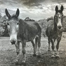 Guardians Farm Donation Round Bale ($80)