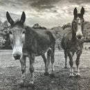 Guardians Farm Donation Ferrier Visit ($75)