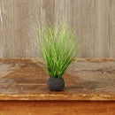 Wild Onion Grass Bulb 10”
