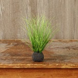 Wild Onion Grass Bulb 10”