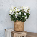 White Geranium Bush
