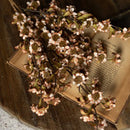 BROWN & WHITE MINI DAISY BUSH