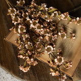 BROWN & WHITE MINI DAISY BUSH