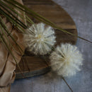 CREAM DANDELION SPRAY