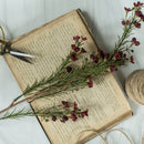 BURGUNDY WAXFLOWER SPRAY