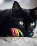 Spring Eco Cat Toy: Rainbow