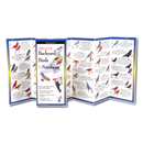 Sibley's Backyard Birds of the Northeast FoldingGuide