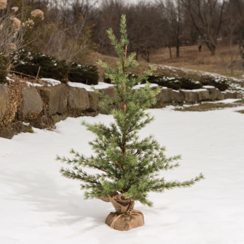 Pine Tree With Burlap Base 3 Feet